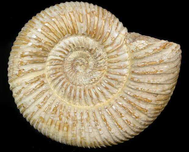 Perisphinctes Ammonite - Jurassic #45412